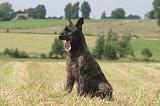 BOUVIER DES ARDENNES 334